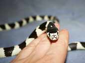 Californian King Snake- Black and White