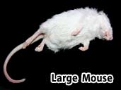 Large mouse- suitable for adult king snakes