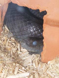 Mexican Black King snake in 'blue' or preecdysis