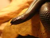 Mexican Black King snake- Nagini