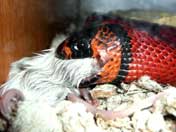 Milk Snake Eating Mouse