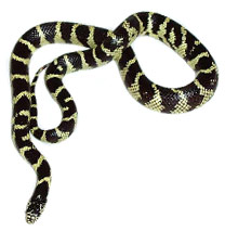 Common King Snakes - Lampropeltis getula
