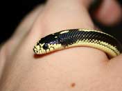 Stiped California King Snake Head Shot