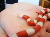 Albino Nelson's Milk Snake being handled.
