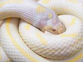 Albino stiped California King Snake Coiled