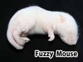 Fuzzy mouse- suitable for juvenile king snakes