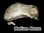 Medium sized mouse- suitable for yearling king snakes