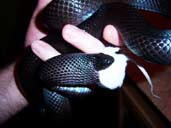 Mexican Black King Snake eating a mouse