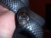 Mexican Black King Snake preparing for a shed