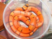 Vanishing Pattern Tangerine Honduran Milk Snake